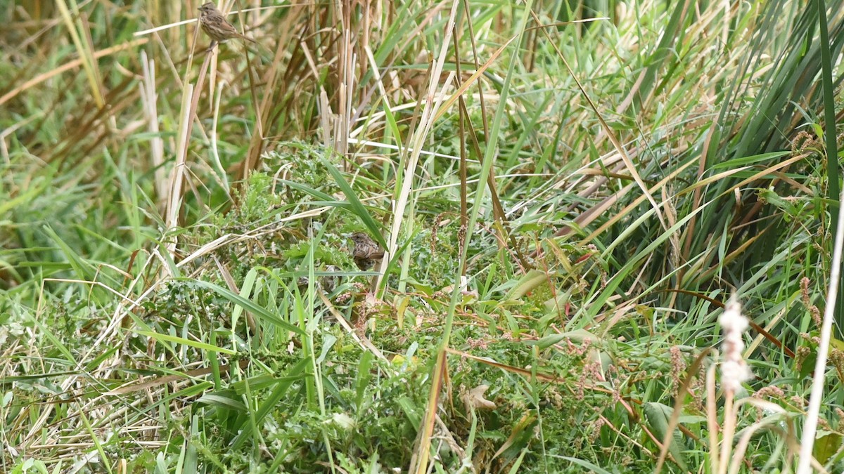Swamp Sparrow - ML643327865