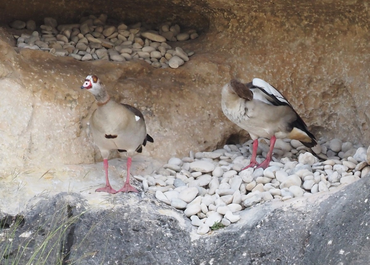 Egyptian Goose - ML643327868