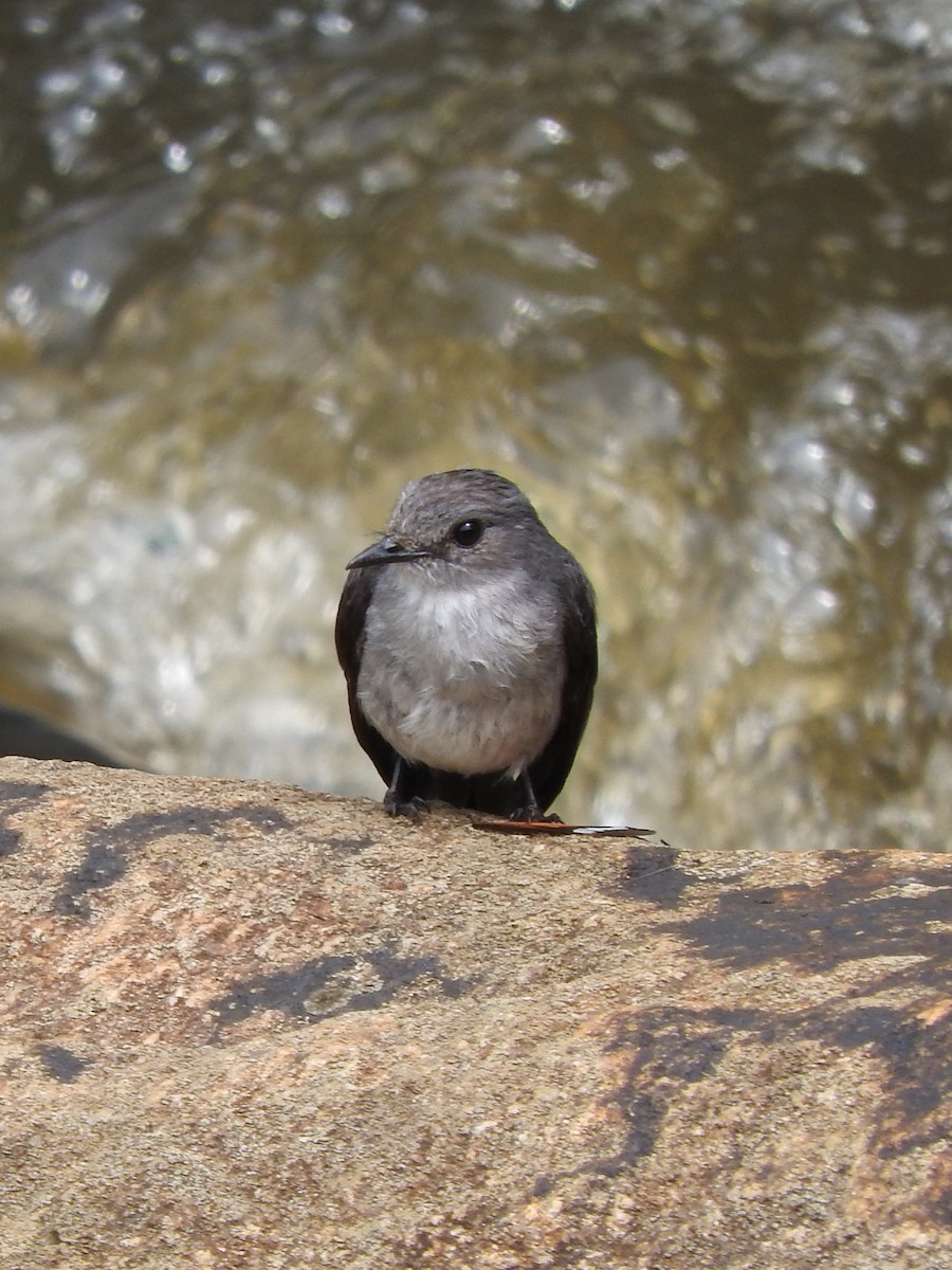Cassin's Flycatcher - ML643327875