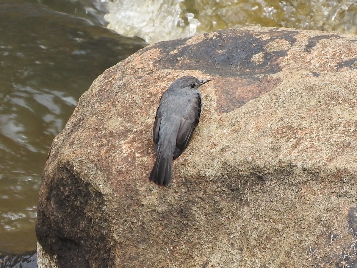 Cassin's Flycatcher - ML643327876