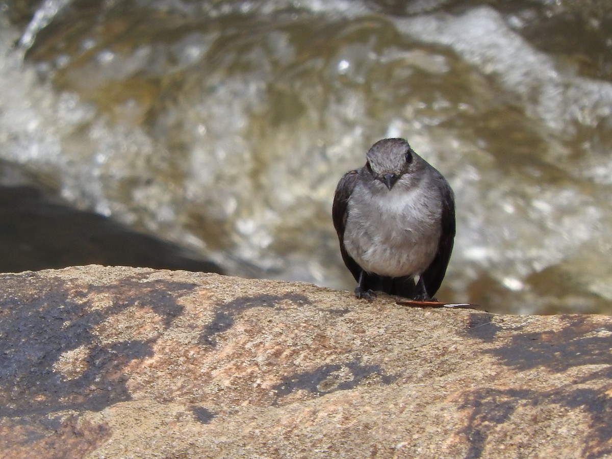 Cassin's Flycatcher - ML643327877