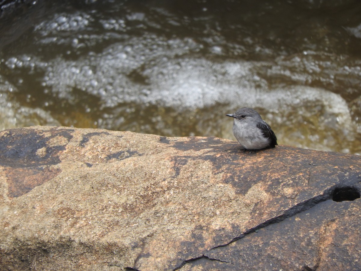 Cassin's Flycatcher - ML643327879