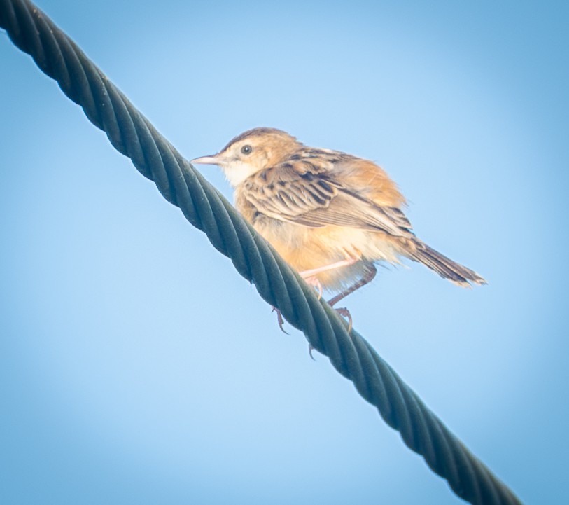 Zitting Cisticola - ML643327887