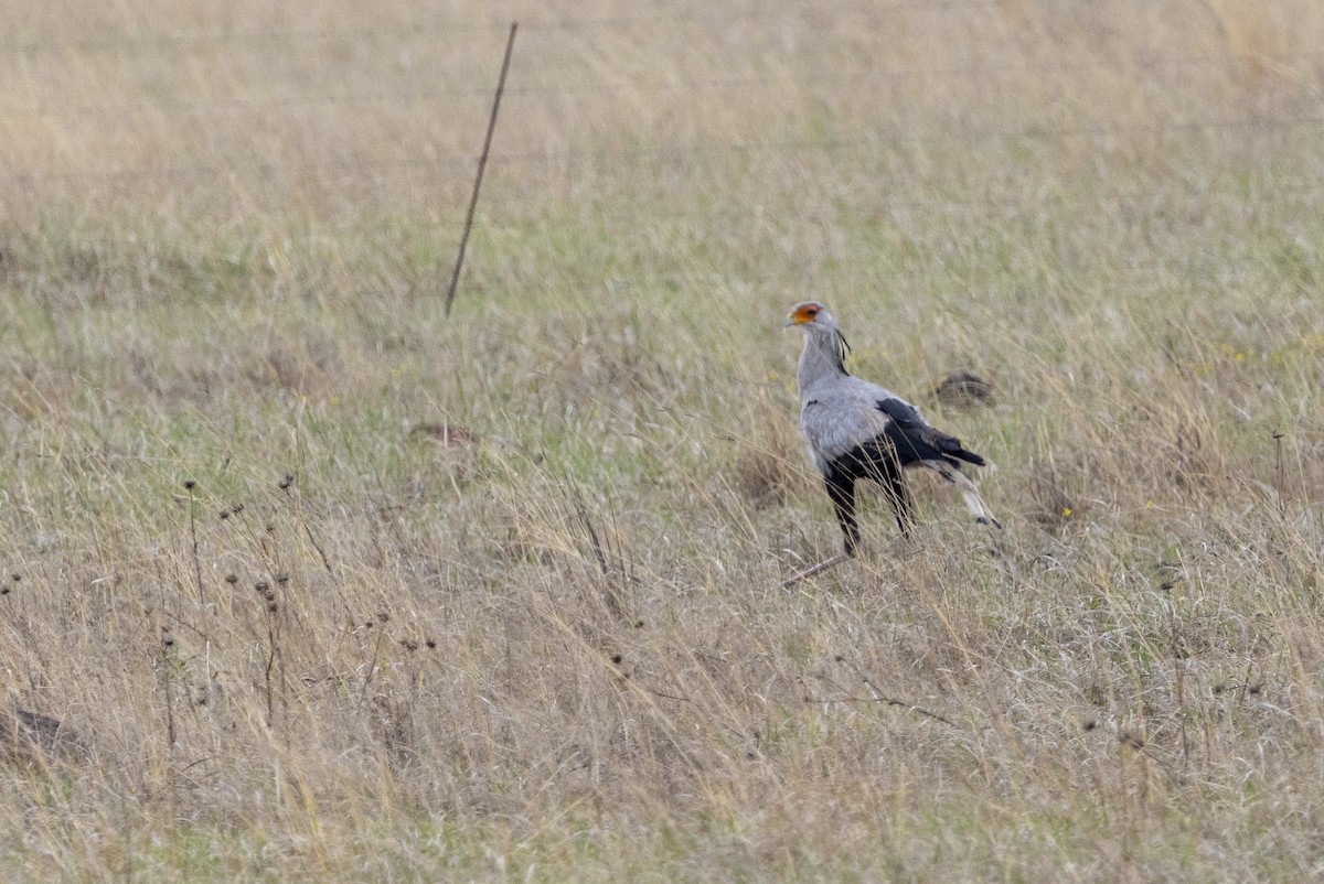 Secretarybird - ML643327892