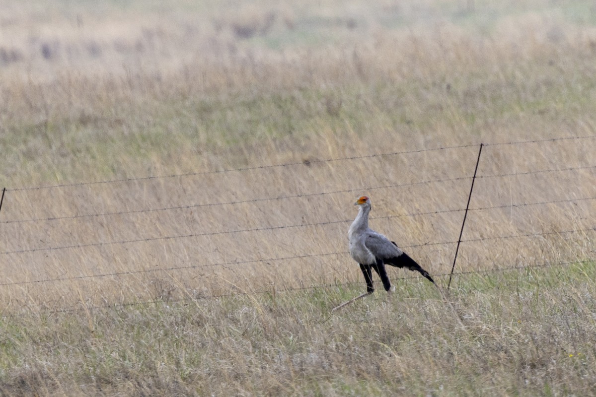 Secretarybird - ML643327893