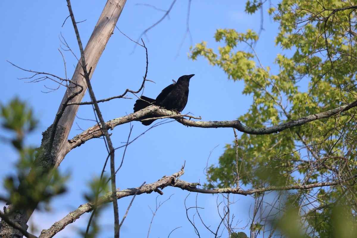 American Crow - ML643327898