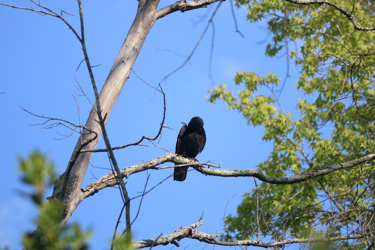 American Crow - ML643327900