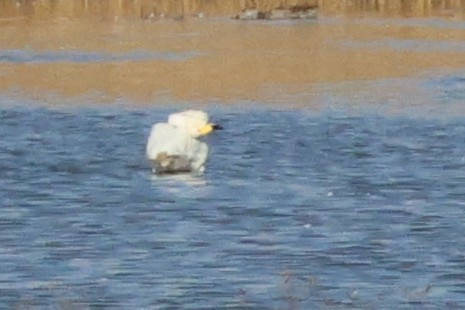 Tundra Swan (Bewick's) - ML643327921