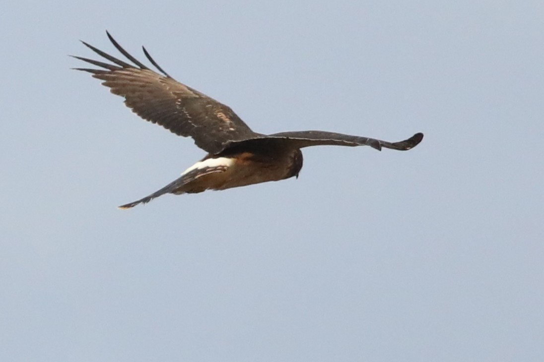 Northern Harrier - ML643327941