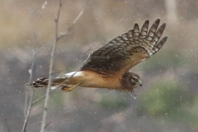 Northern Harrier - ML643327942