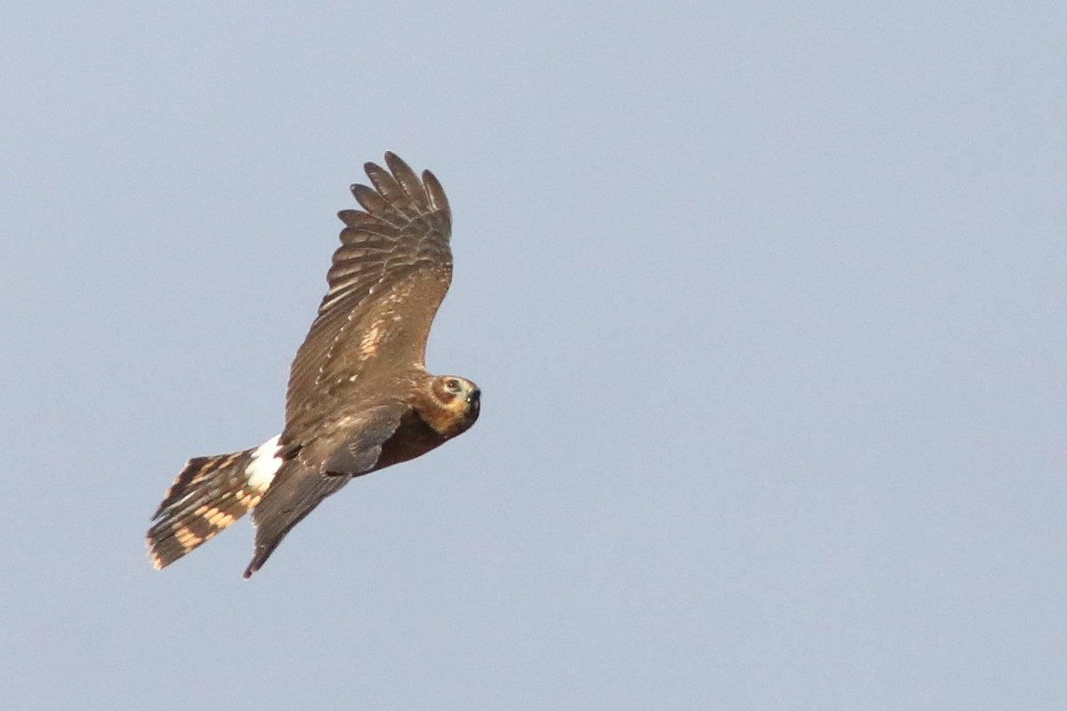 Northern Harrier - ML643327943