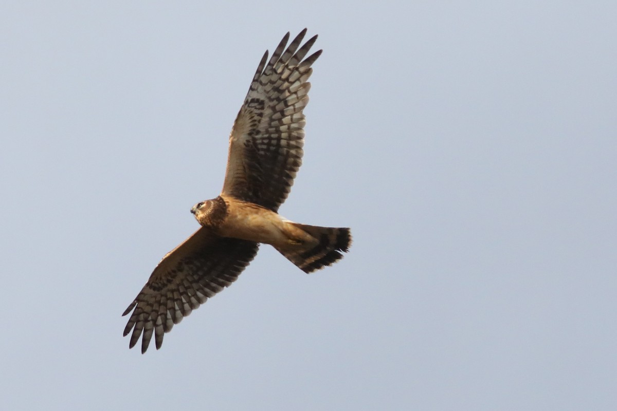 Northern Harrier - ML643327944