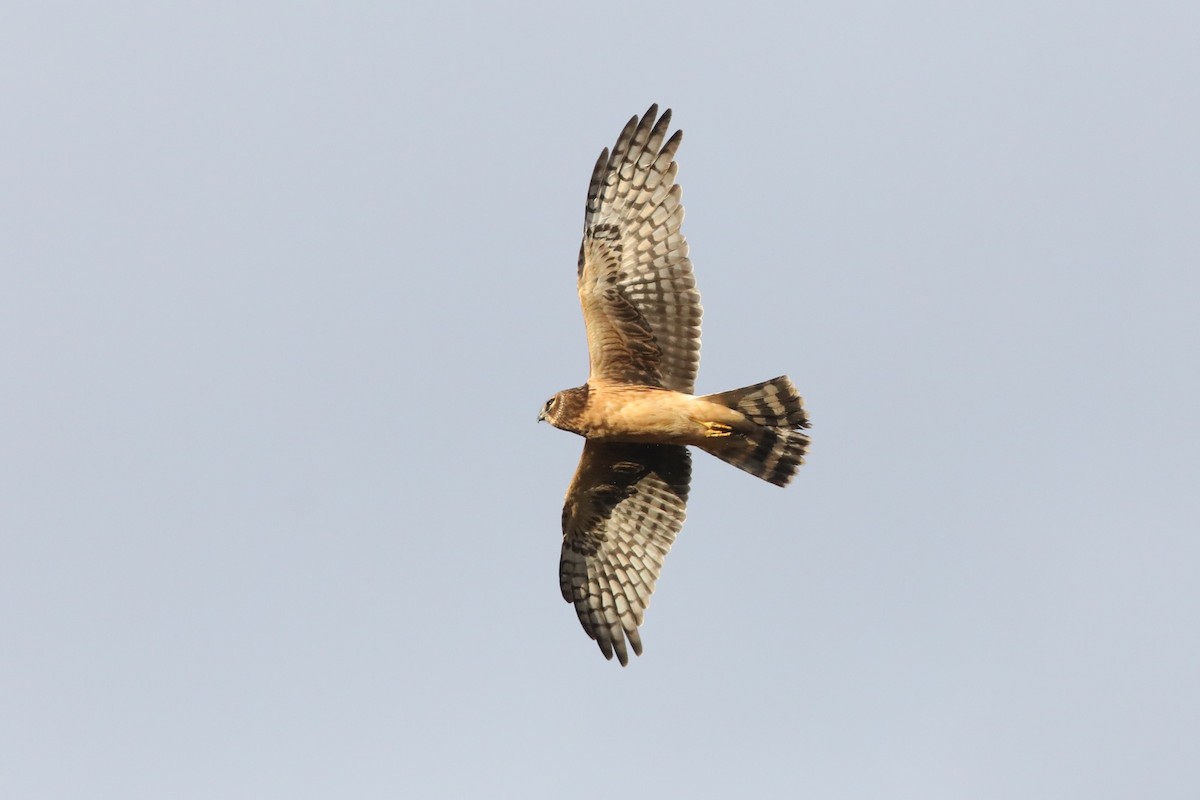 Northern Harrier - ML643327945