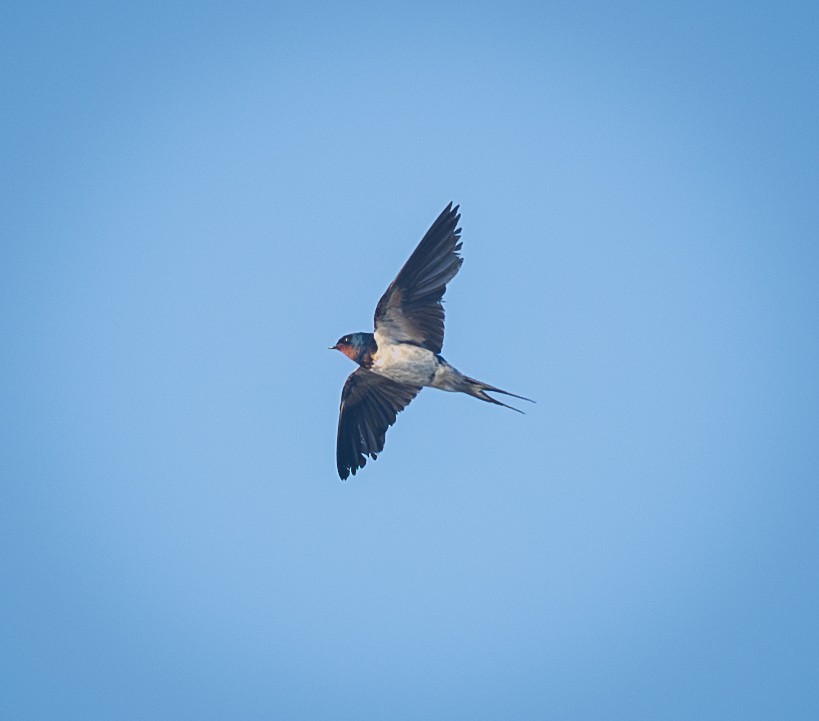 Hirondelle rustique - ML643327954