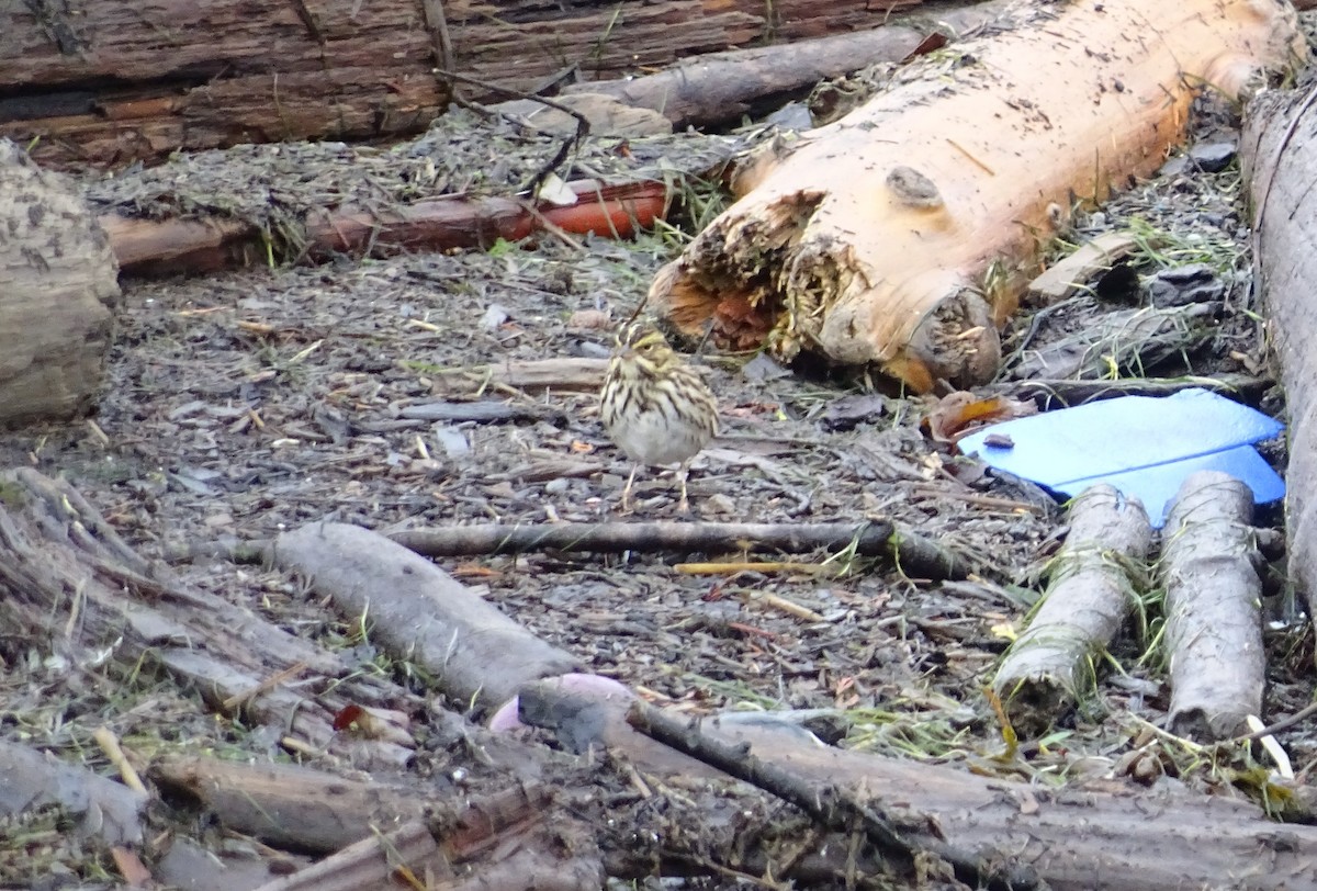 Savannah Sparrow - ML643327963