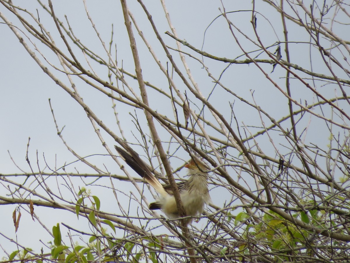 Guira Cuckoo - ML643327964