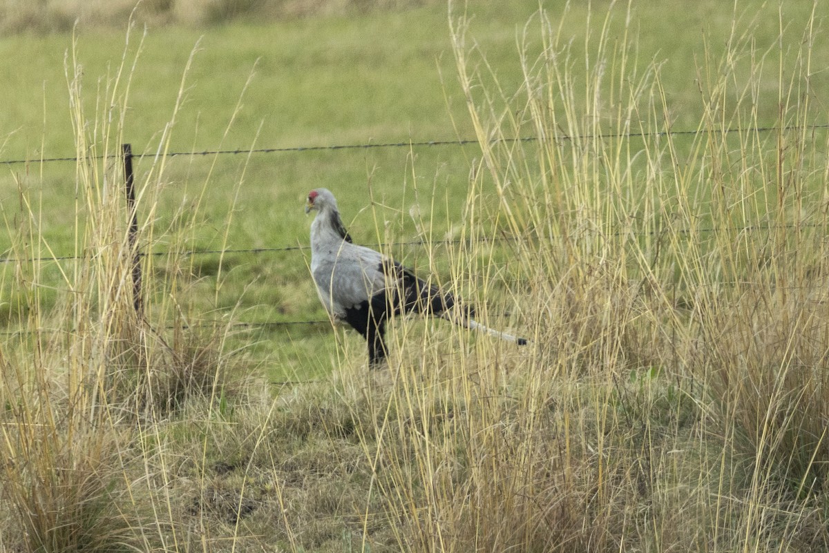 Secretarybird - ML643327965