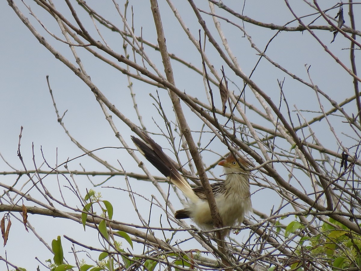 Guira Cuckoo - ML643327966