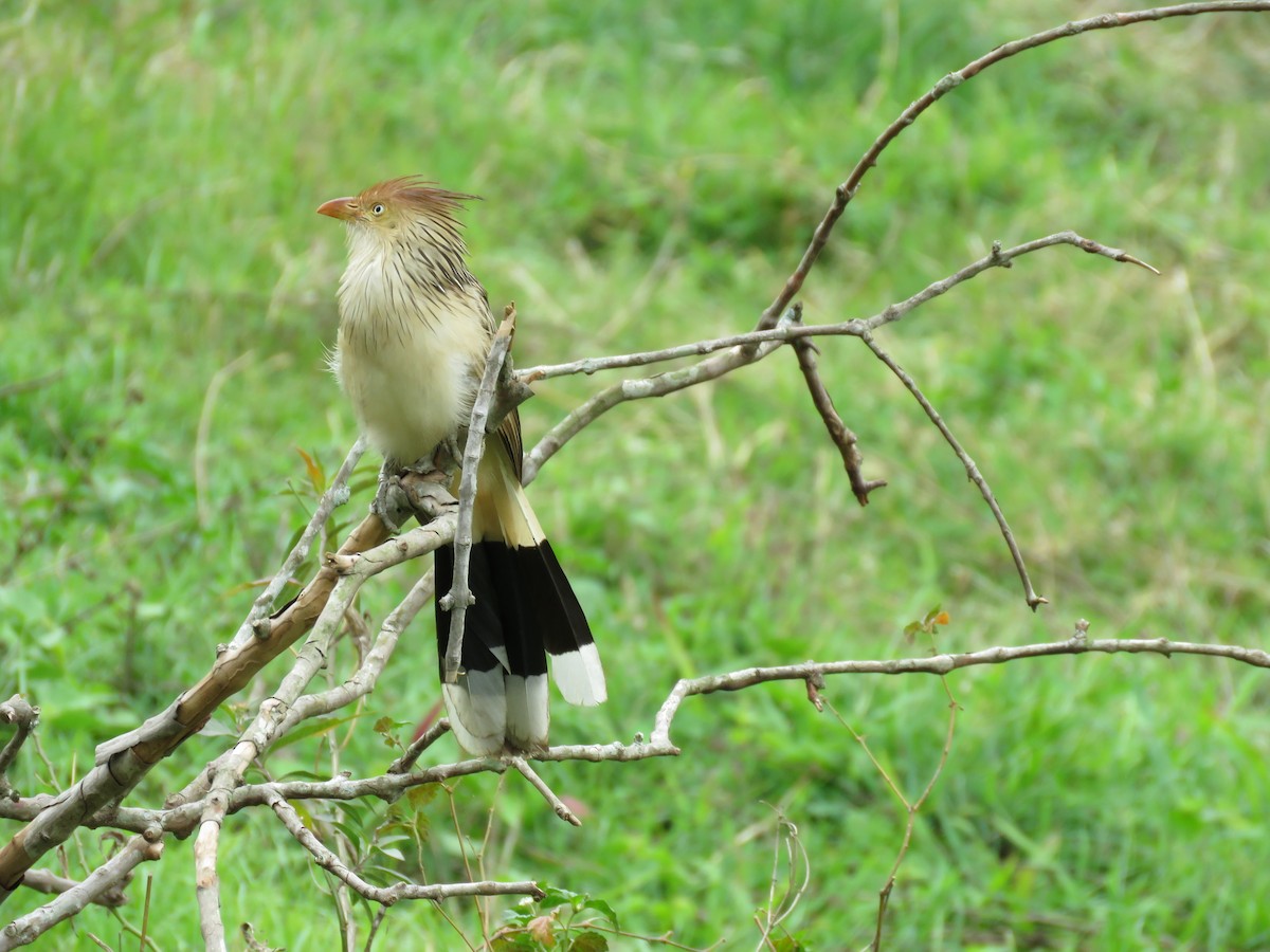 Guira Cuckoo - ML643327968