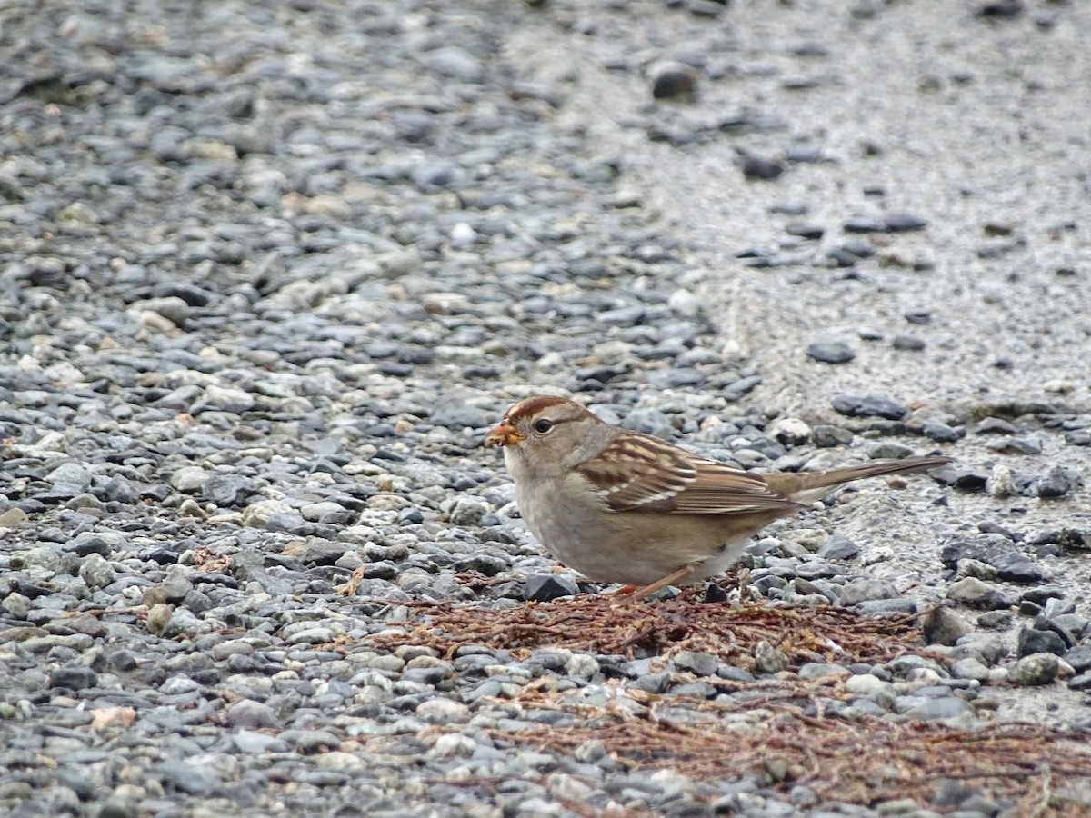 White-crowned Sparrow - ML643327969