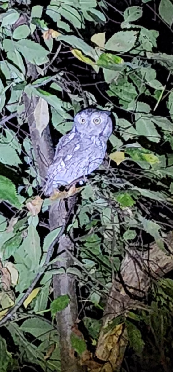 Eastern Screech-Owl - ML643327974