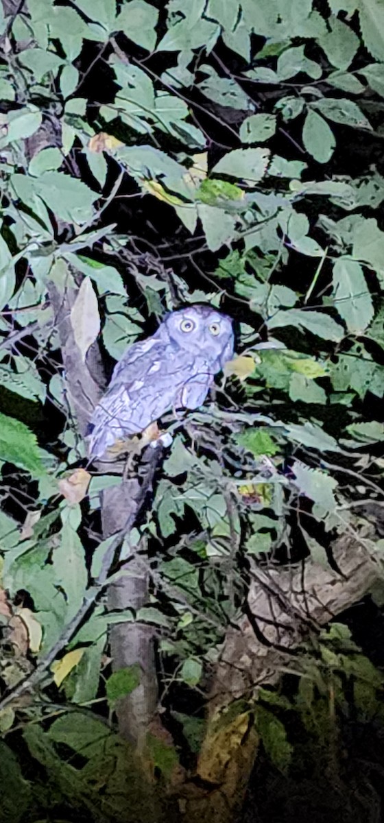Eastern Screech-Owl - ML643327975