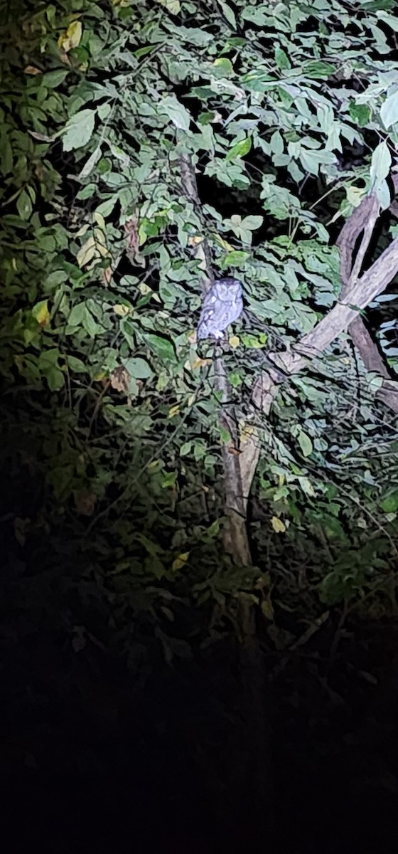Eastern Screech-Owl - ML643327976