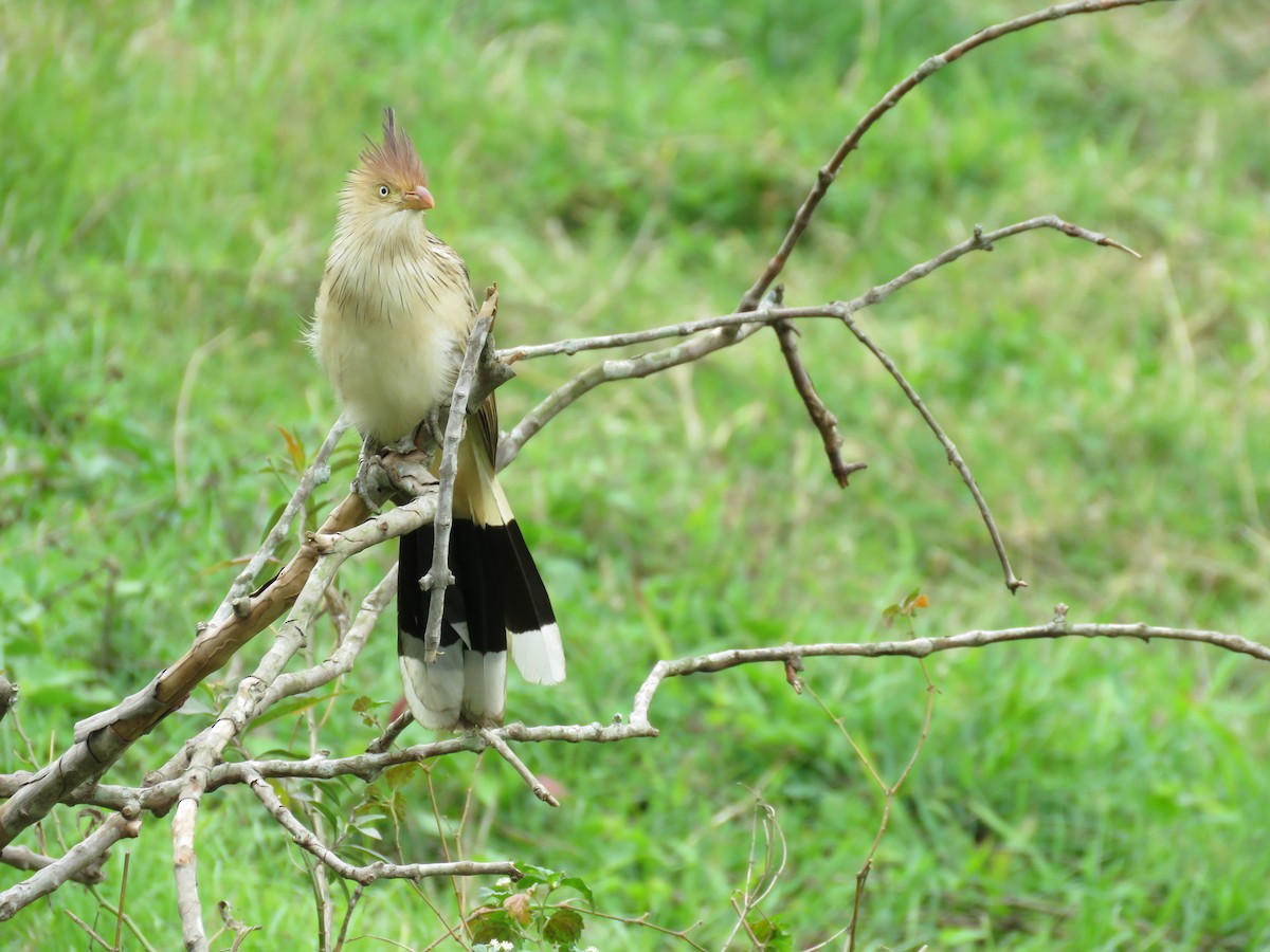 Guira Cuckoo - ML643327987