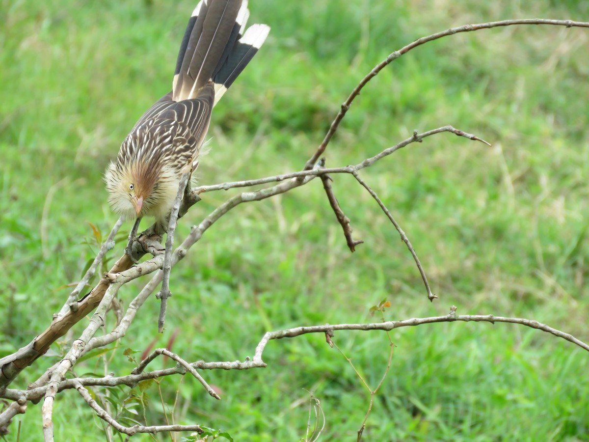 Guira Cuckoo - ML643328001