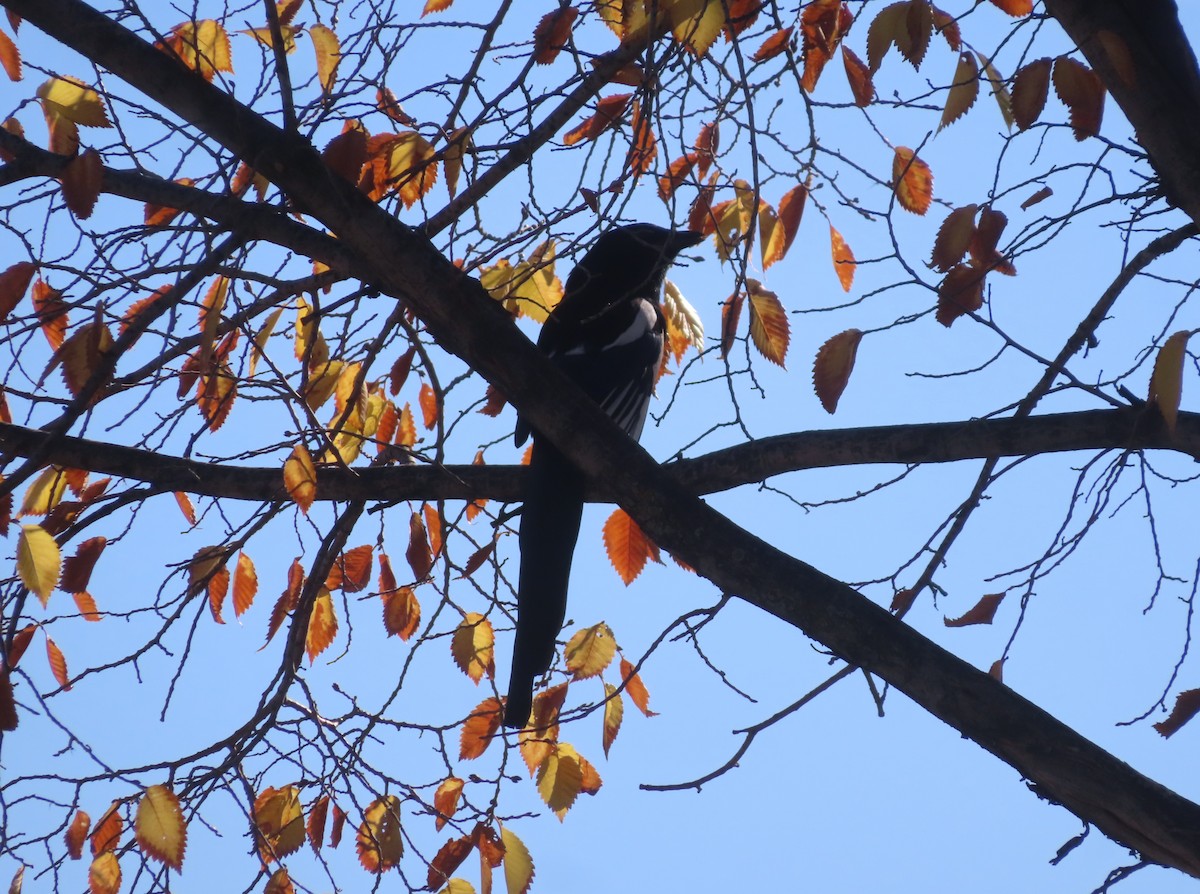 Black-billed Magpie - ML643328006