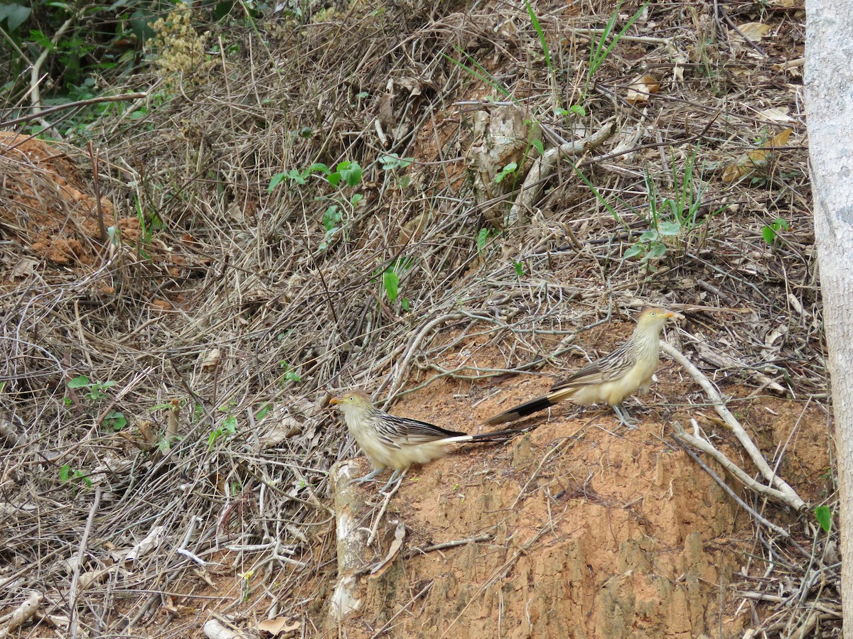 Guira Cuckoo - ML643328012