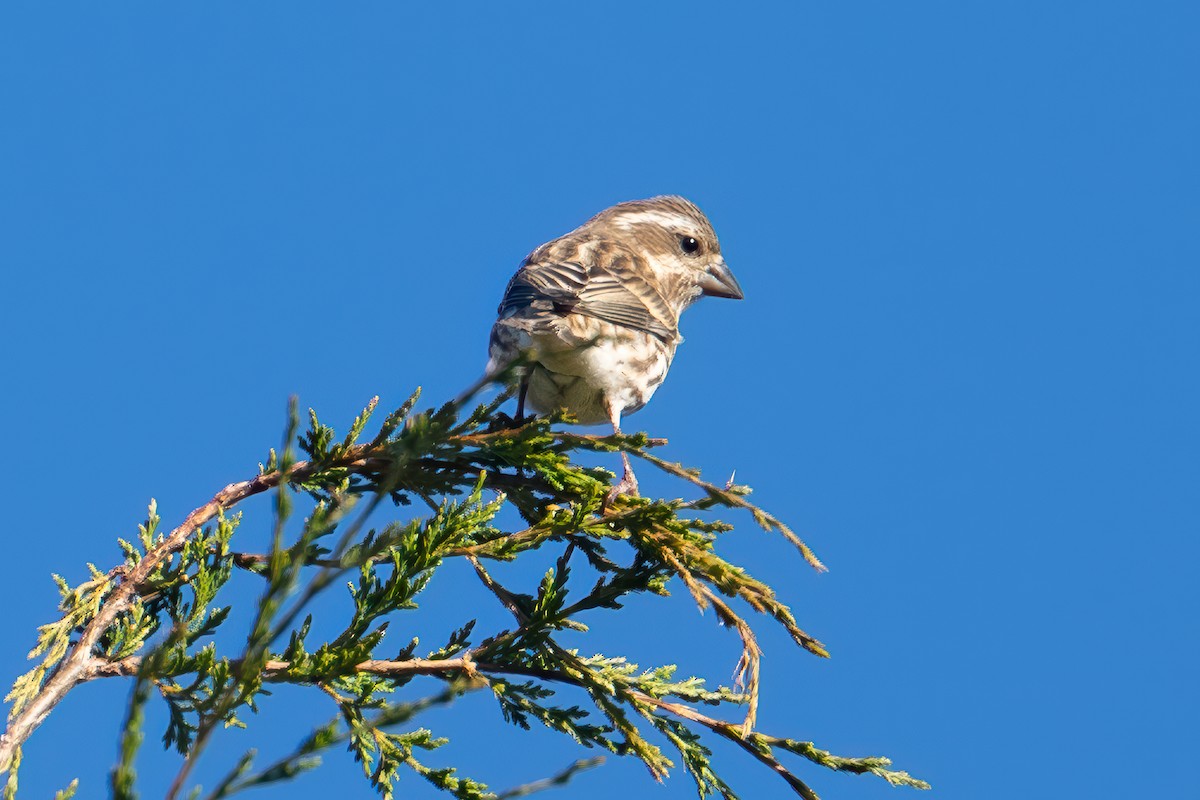 Purple Finch (Eastern) - ML643328014