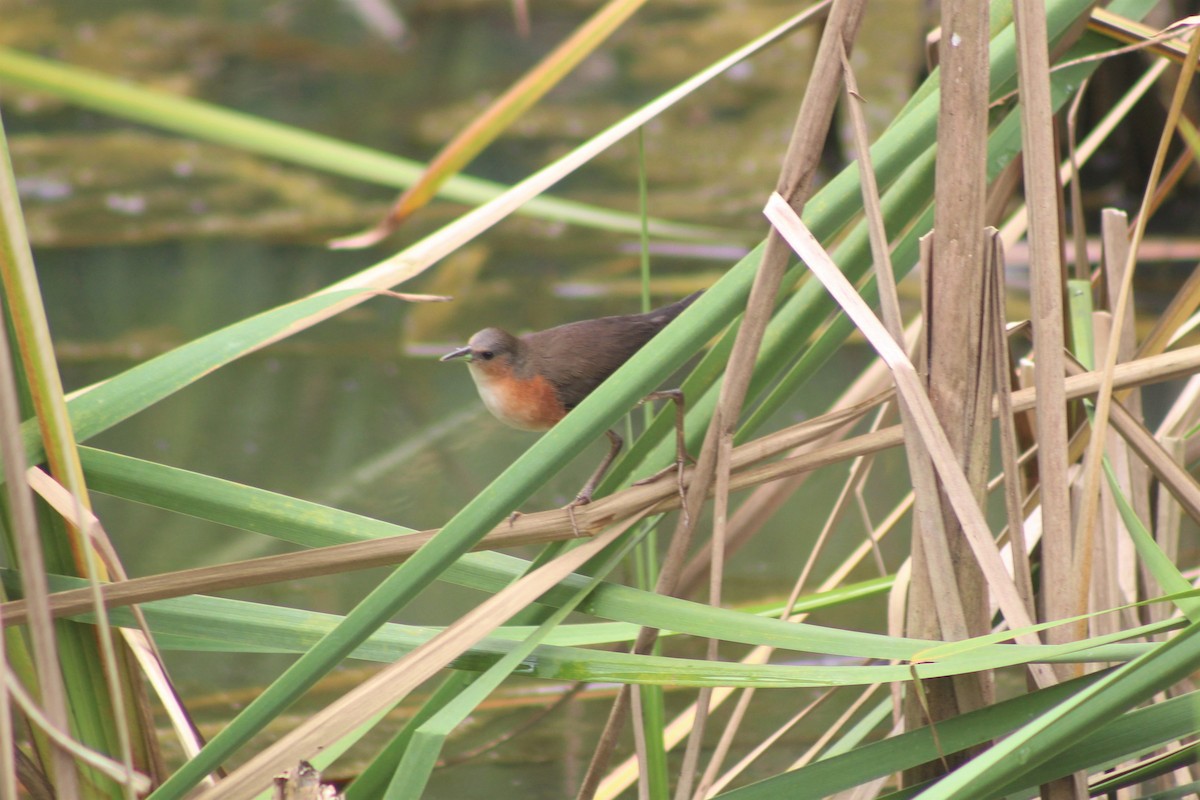 Rusty-flanked Crake - ML643328015