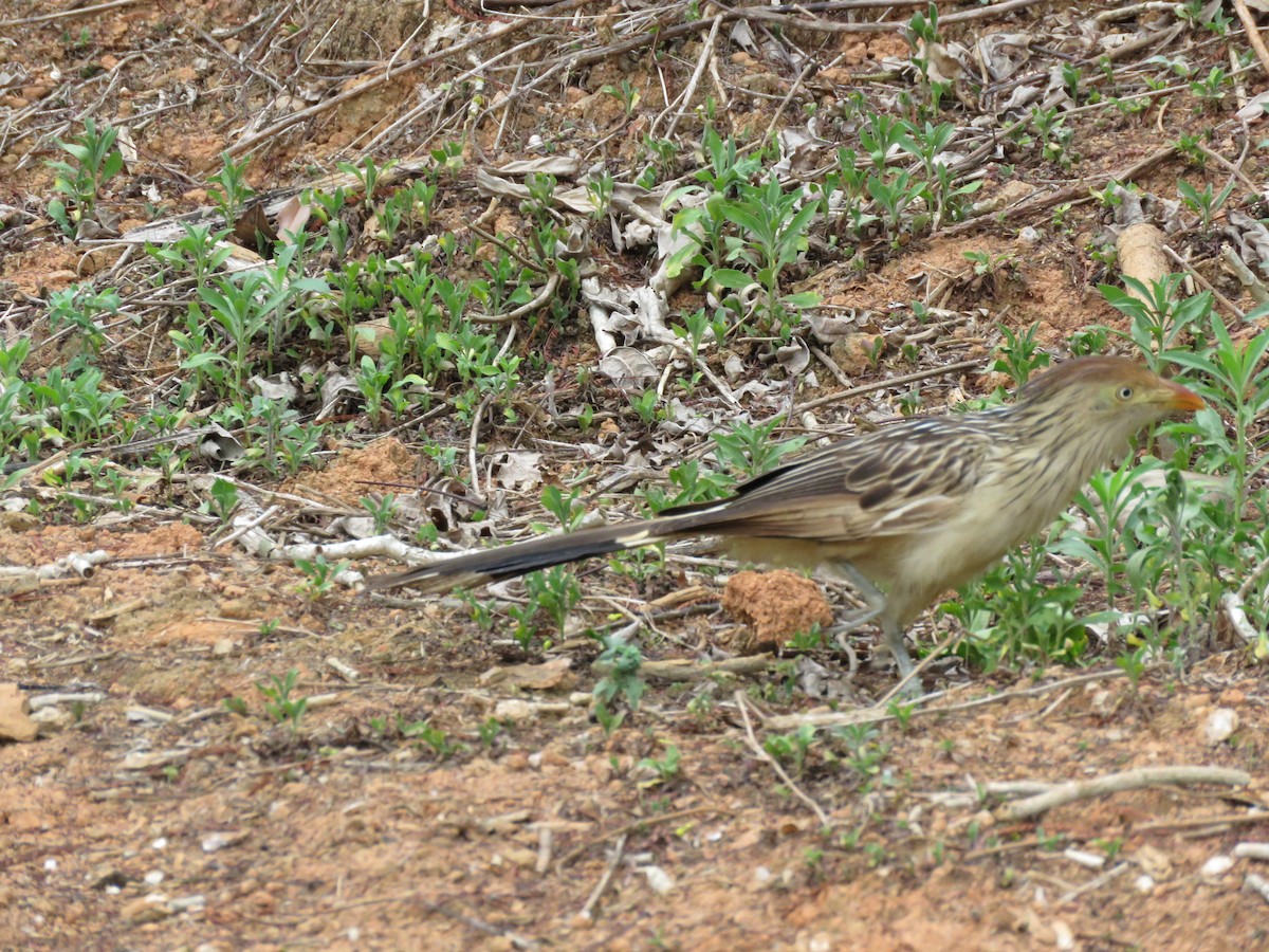 Guira Cuckoo - ML643328017