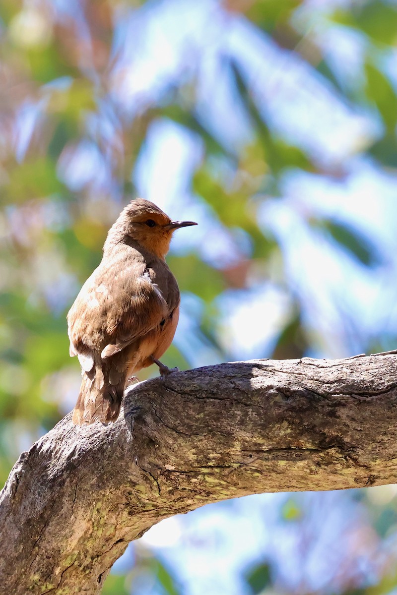 Rufous Treecreeper - ML643328018