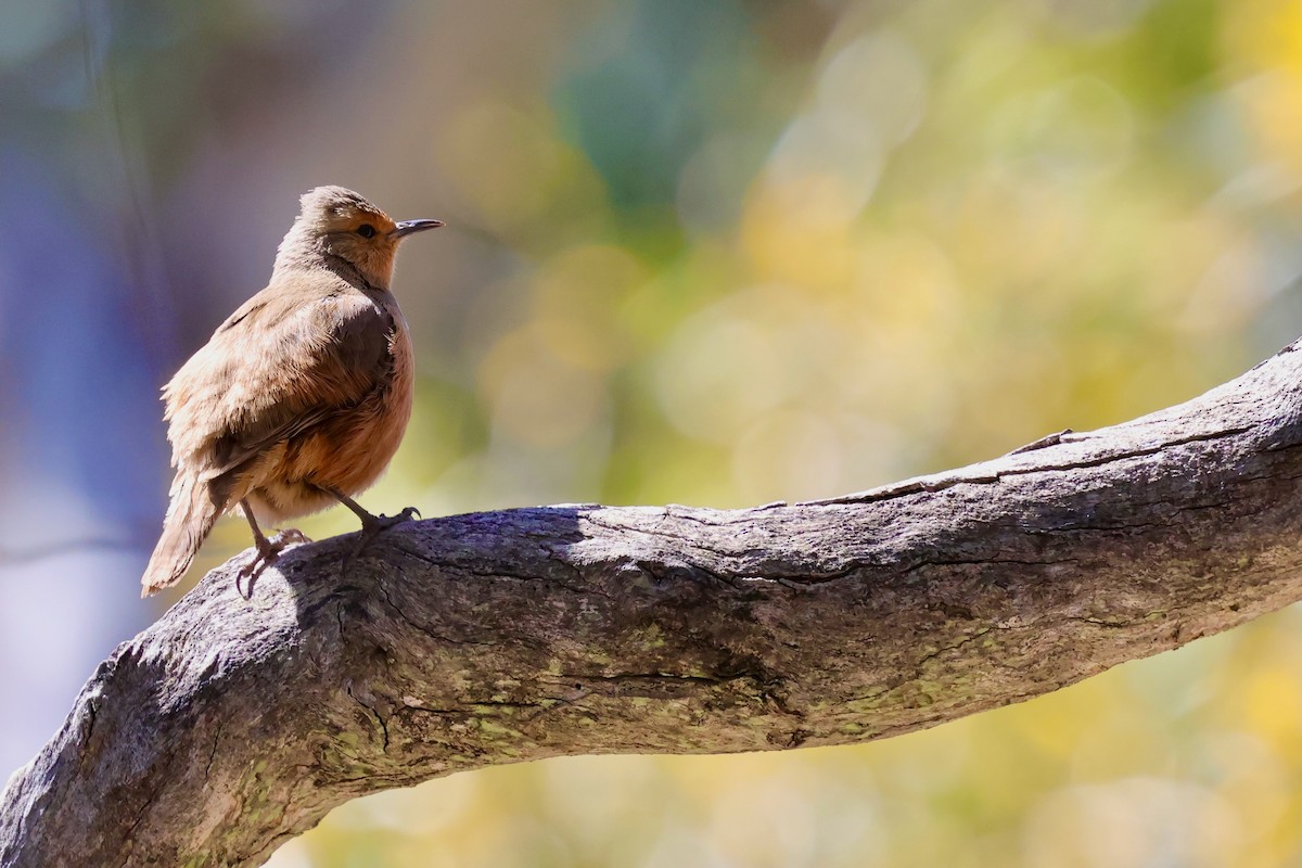 Rufous Treecreeper - ML643328019