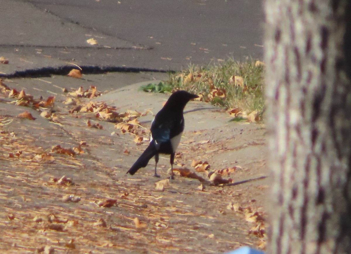 Black-billed Magpie - ML643328020