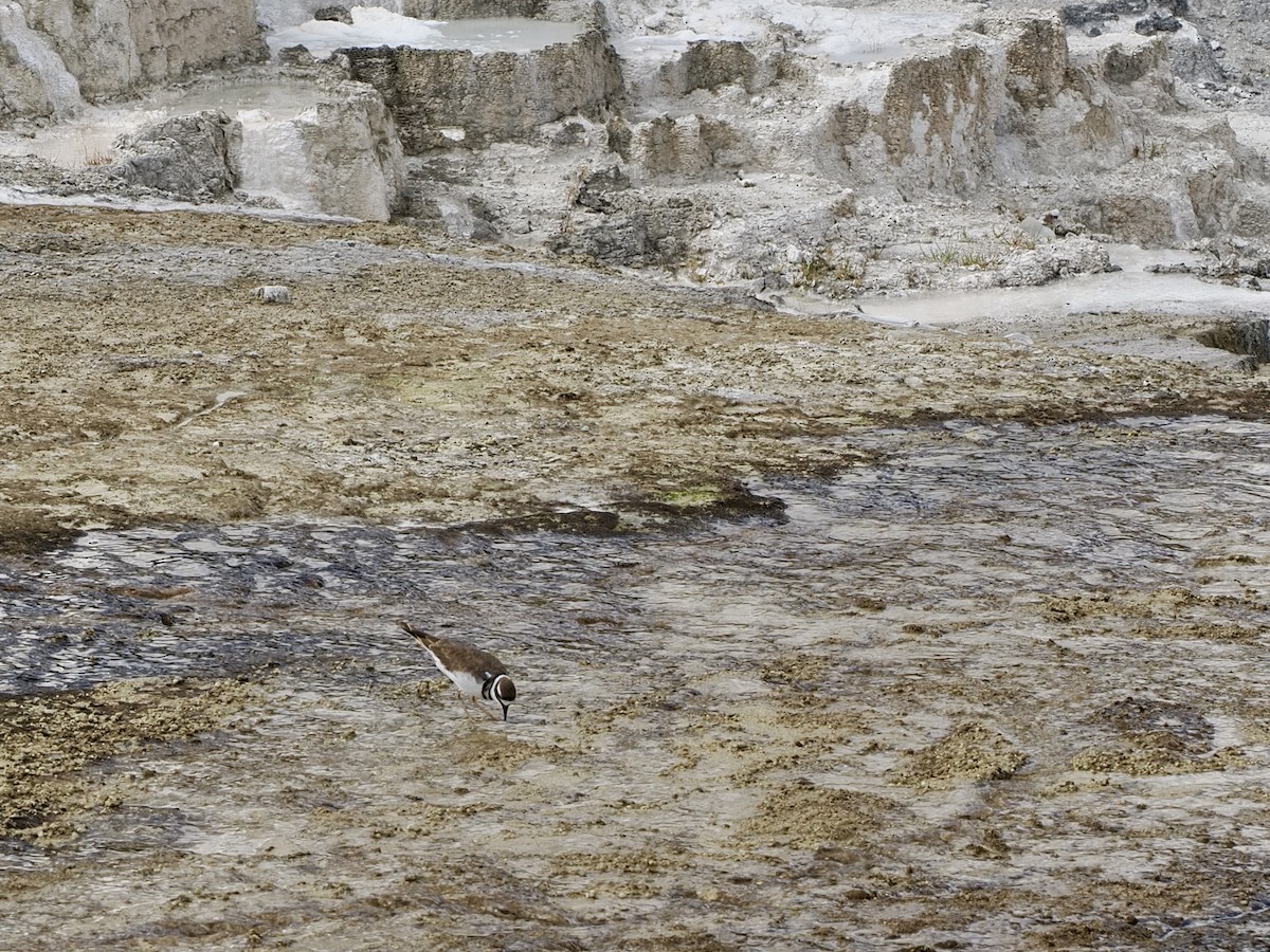 Killdeer - ML643328028