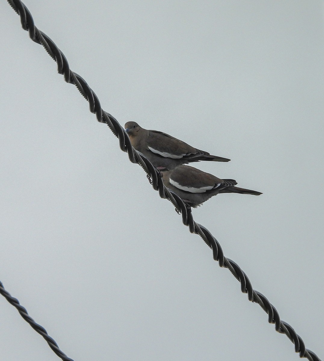 White-winged Dove - ML643328029