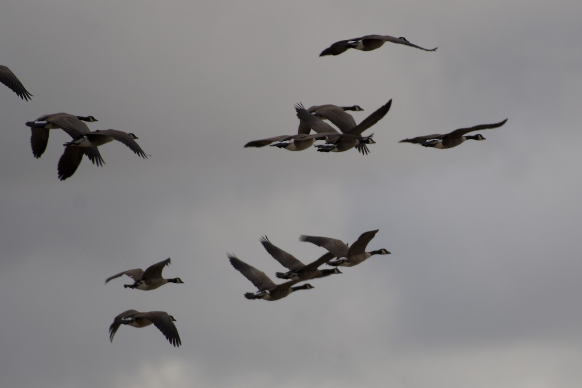 Canada Goose - ML643328031
