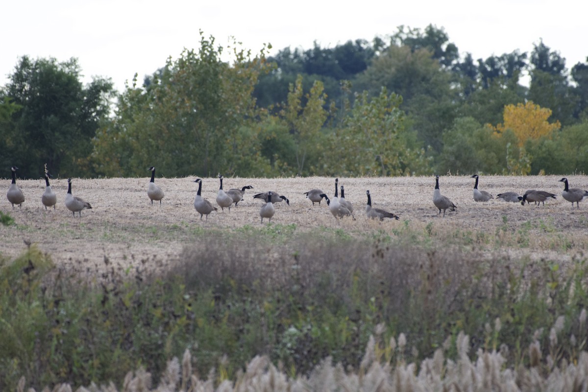 Canada Goose - ML643328033