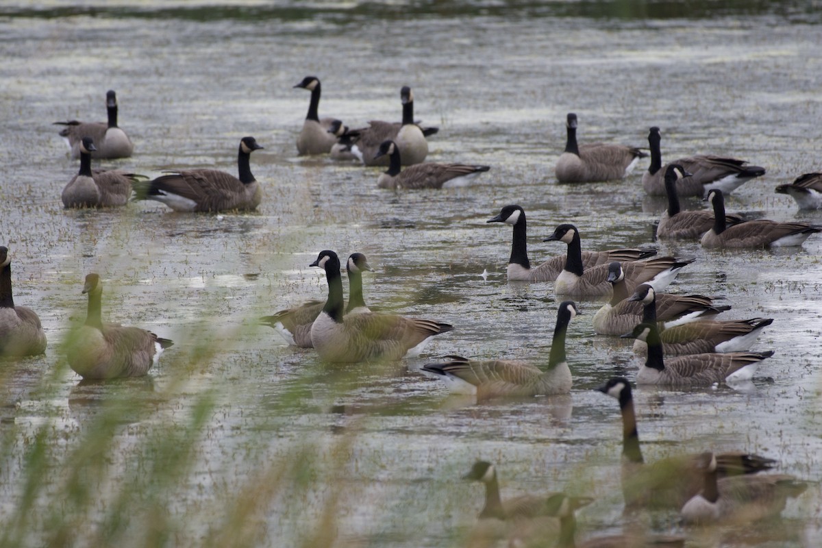 Canada Goose - ML643328034