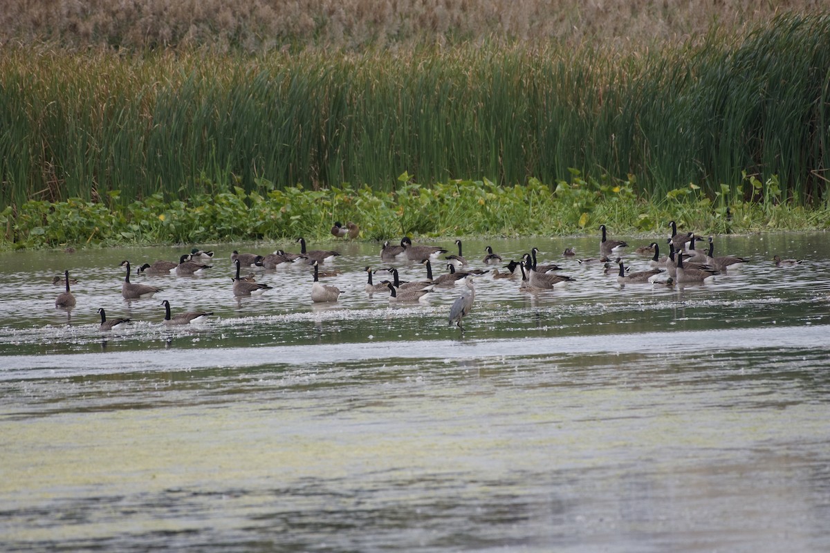 Canada Goose - ML643328037
