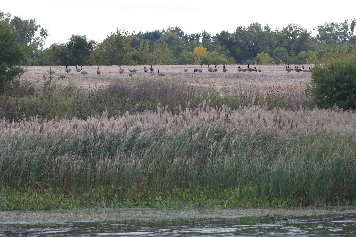 Canada Goose - ML643328038