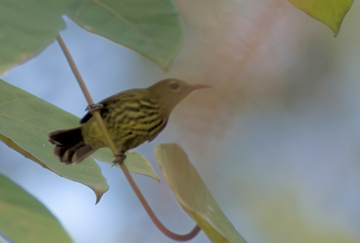 Purple-naped Spiderhunter - ML643328041