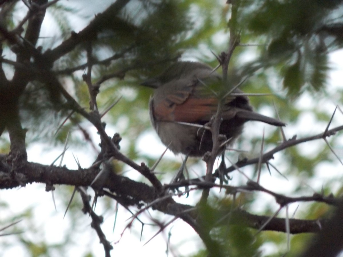 Grayish Baywing - ML643328047