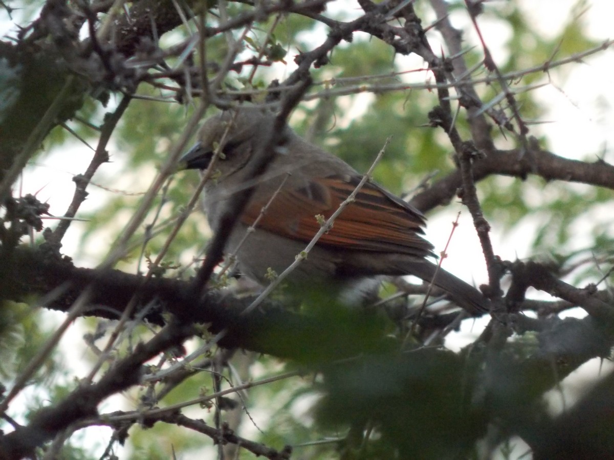 Grayish Baywing - ML643328048