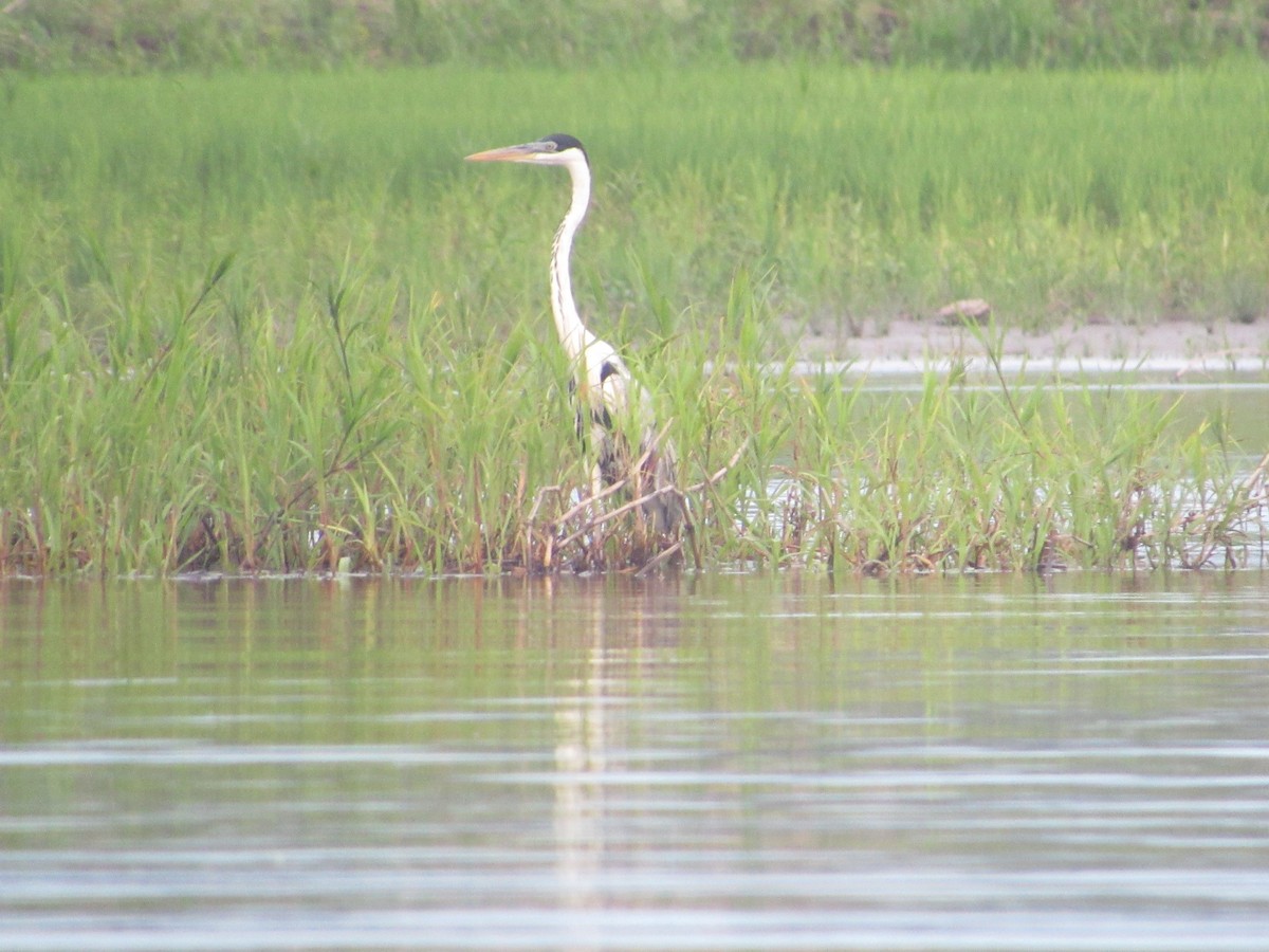 Cocoi Heron - ML643328049