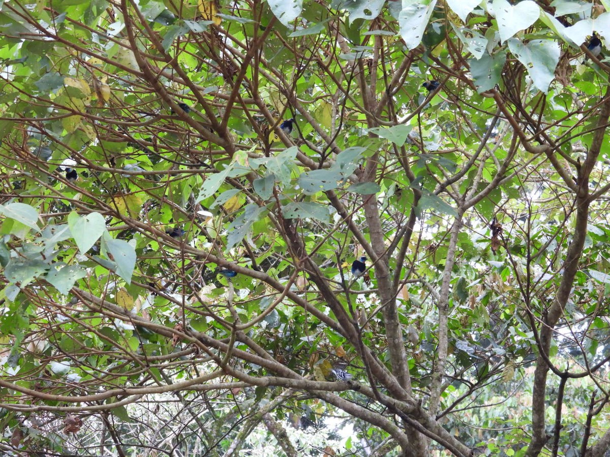 Golden-hooded Tanager - ML643328050