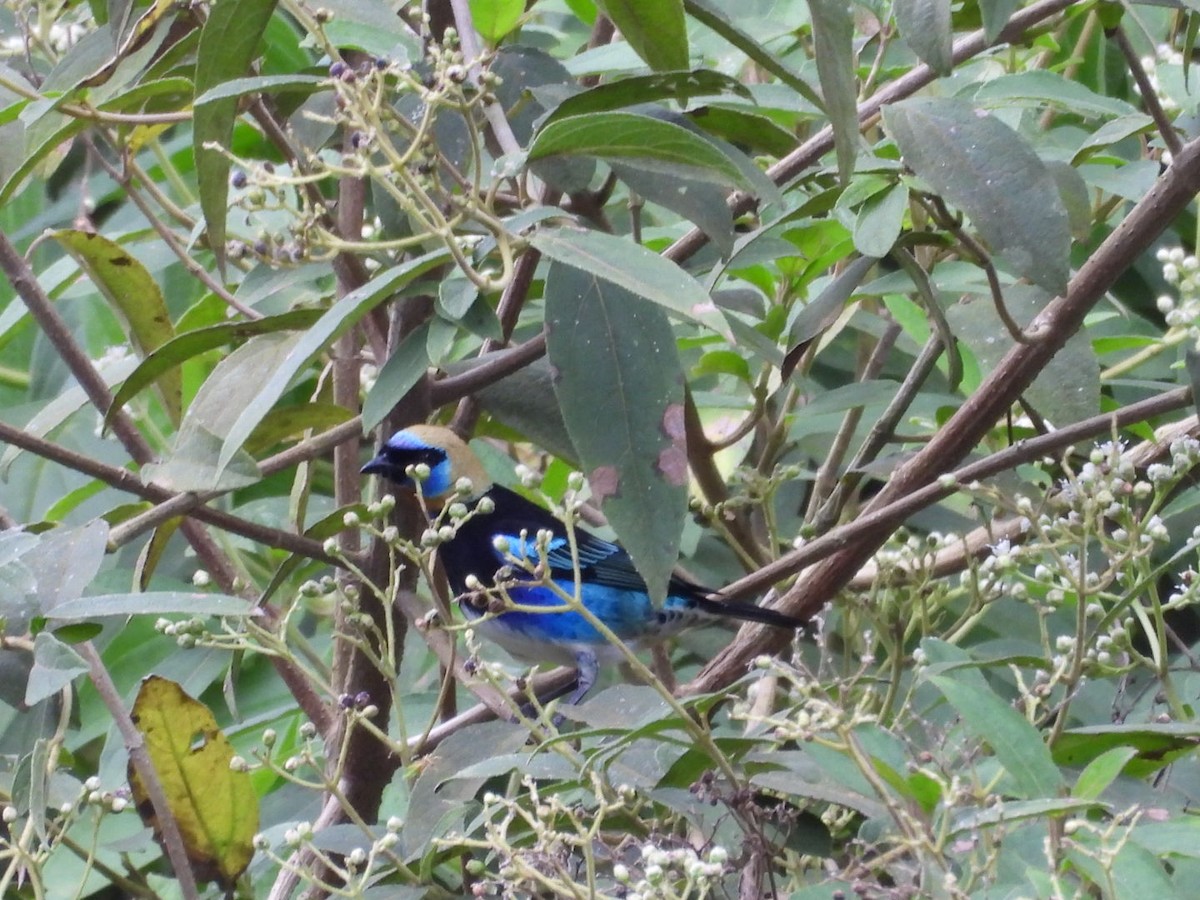 Golden-hooded Tanager - ML643328051
